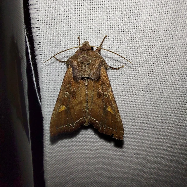 Lacanobia oleracea - saláta-kertibagoly