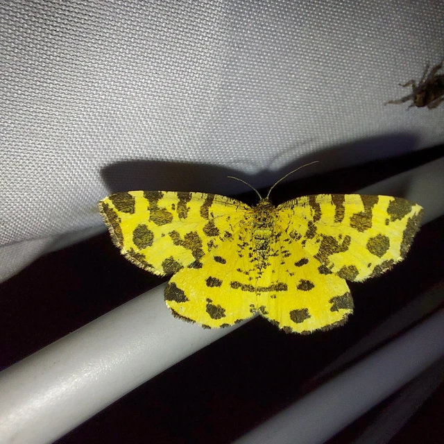 Pseudopanthera macularia - párducfoltos araszoló