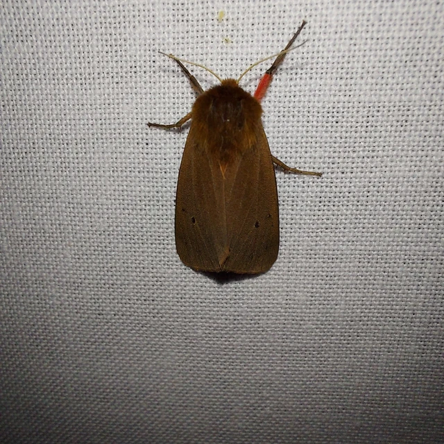 Phragmatobia fuliginosa - füstös medvelepke