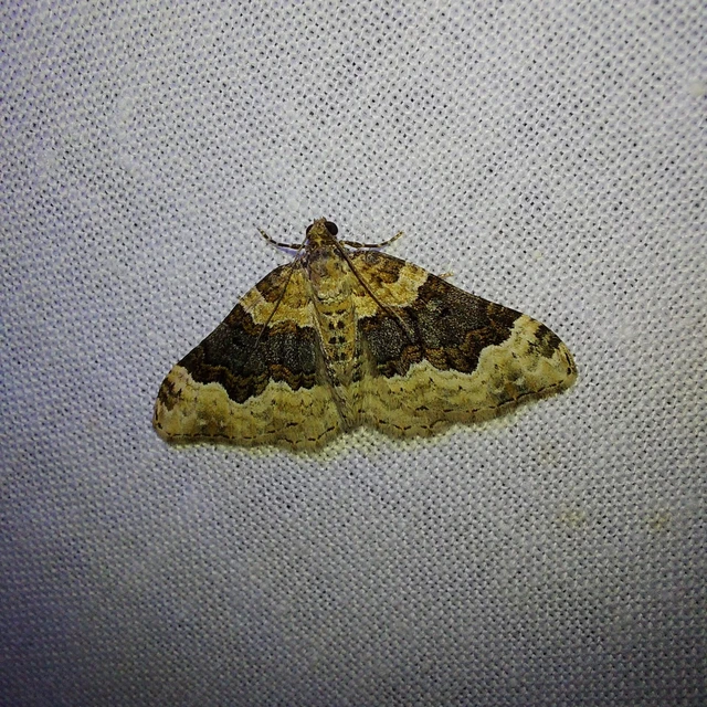 Epirrhoe galiata - sávos galajaraszoló