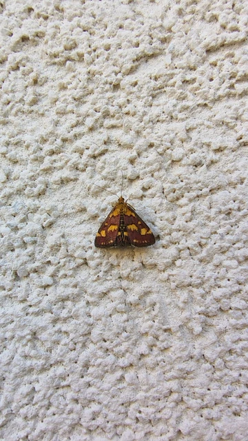 Pyrausta purpuralis - közönséges bíbormoly