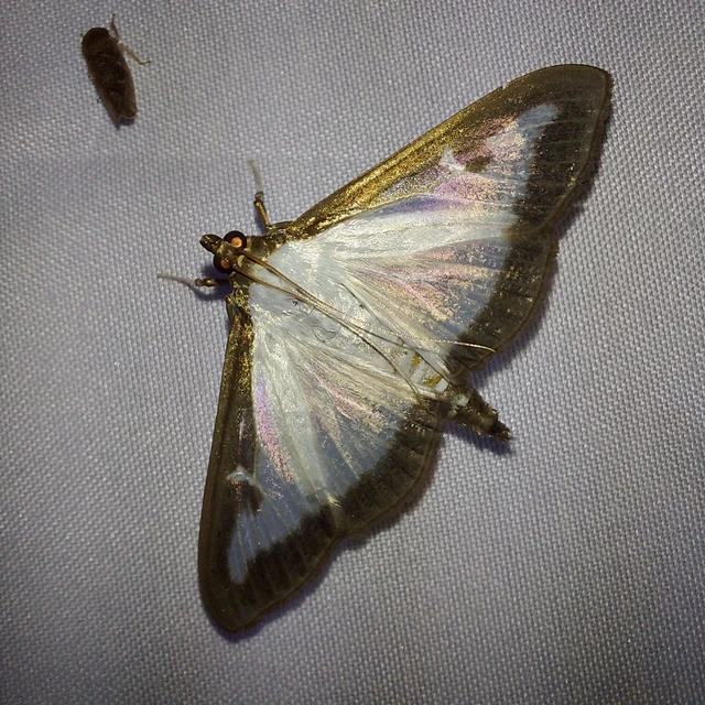 Cydalima perspectalis - puszpáng-tűzmoly