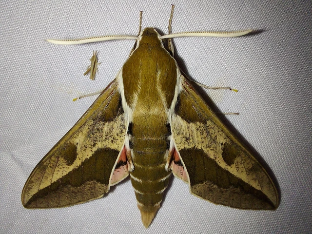 Hyles euphorbiae - kutyatejszender