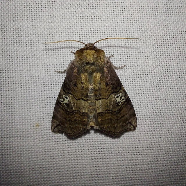 Tethea ocularis - pápaszemes pihésszövő