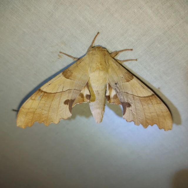 Marumba quercus - tölgyfaszender