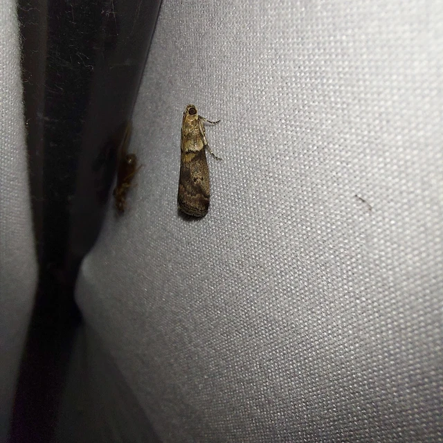 Acrobasis consociella - szalagos karcsúmoly
