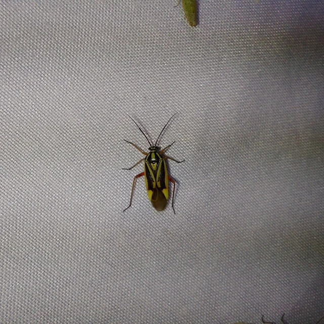 Brachycoleus decolor