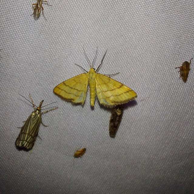 Idaea aureolaria - aranyos sávosaraszoló