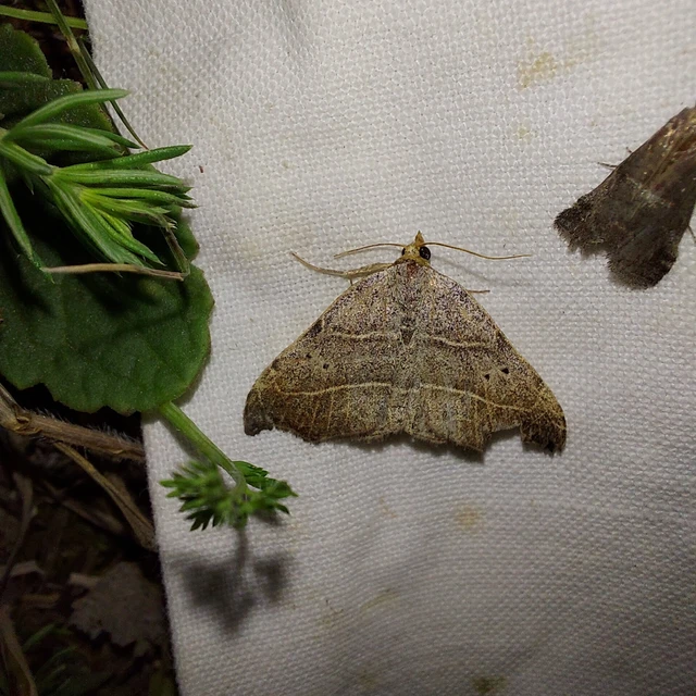Laspeyria flexula - zuzmóbagoly