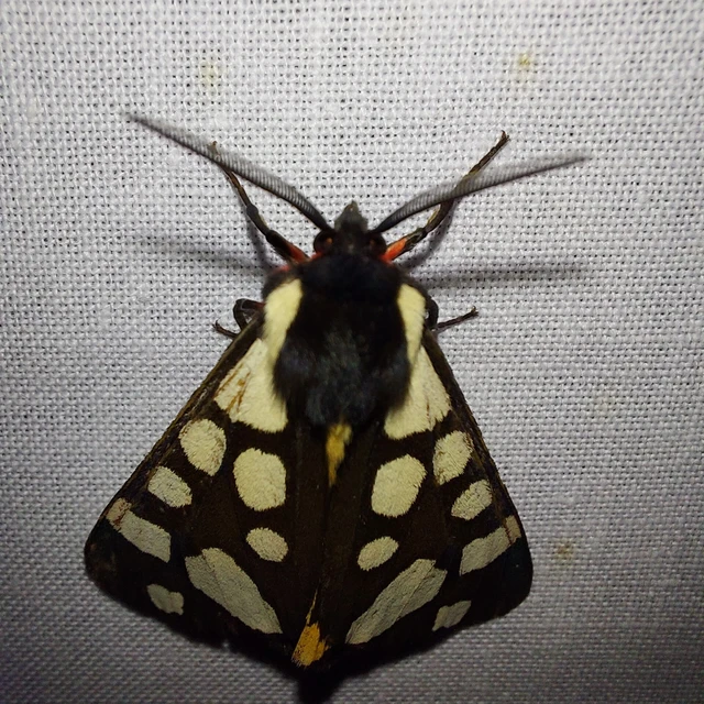 Arctia villica - fekete medvelepke
