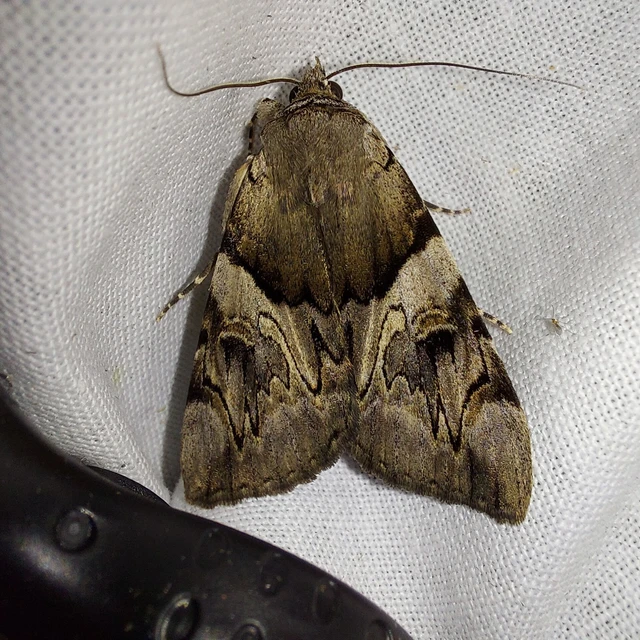 Catocala fulminea - galagonya-övesbagoly