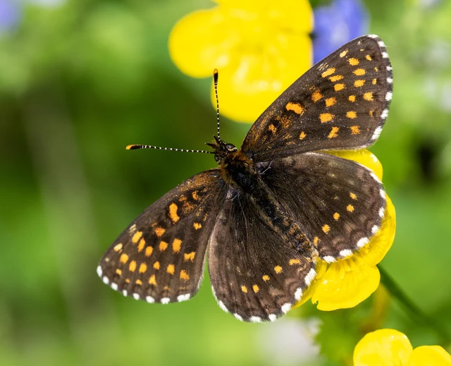 Melitaea diamina - kockás tarkalepke