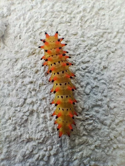 Zerynthia polyxena - farkasalmalepke