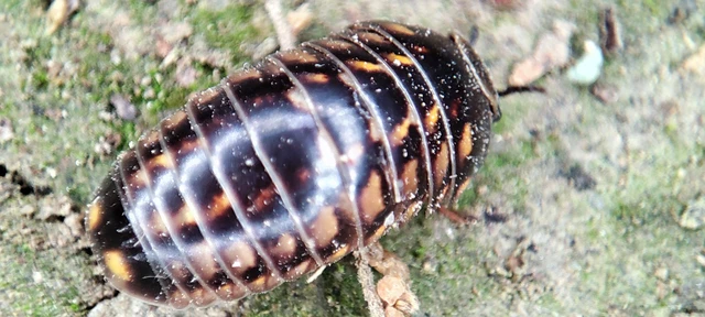 Diplopoda - Ikerszelvényesek
