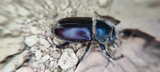 Lucanus cervus - nagy szarvasbogár