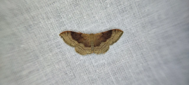 Idaea degeneraria - barnasávos araszoló