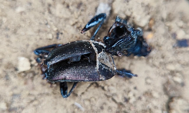 Carabus Carabus
