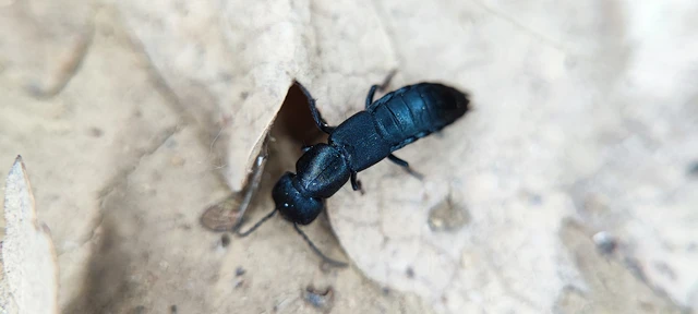Ocypus ophthalmicus - kék holyva
