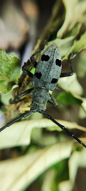 Morimus asper funereus - gyászcincér