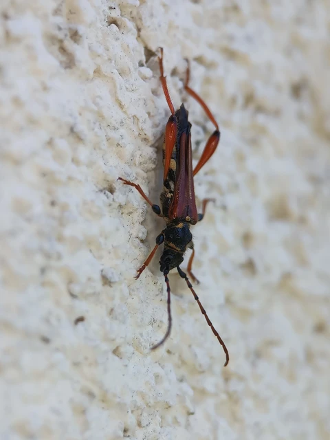 Stenopterus rufus - tarkacsápú keskenyfedőscincér