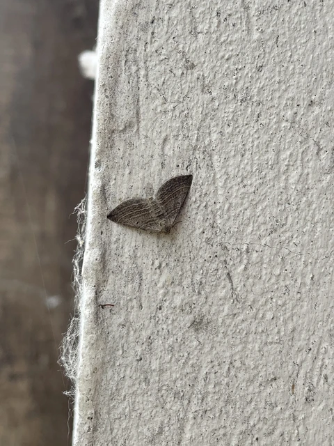 Phibalapteryx virgata - szürke galajaraszoló