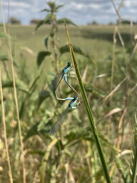 Ischnura elegans pontica - kéköves légivadász