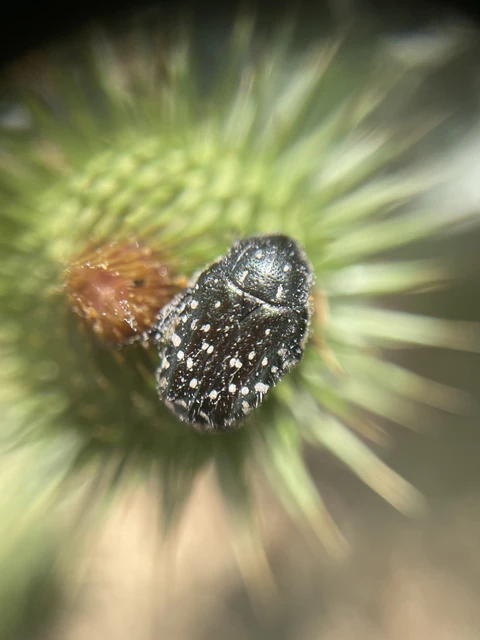Oxythyrea funesta - sokpettyes virágbogár