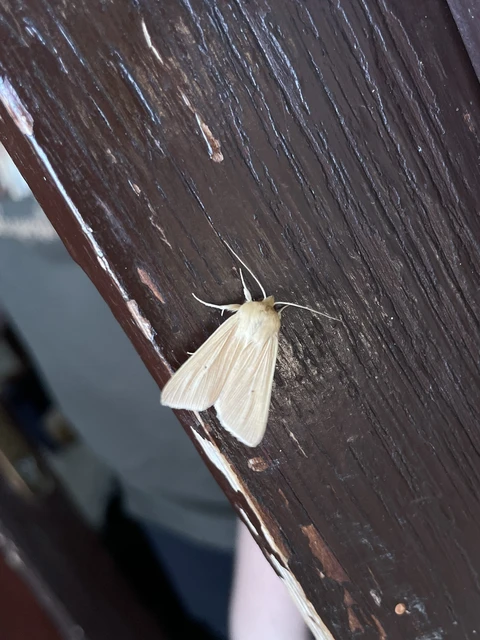 Mythimna pallens/impura/straminea