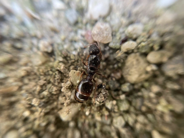 Tetramorium