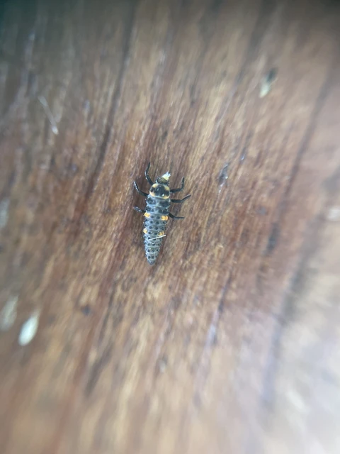 Coccinella