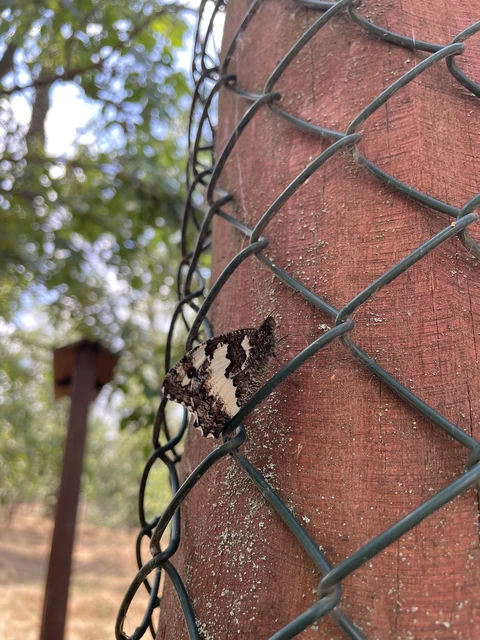 Brintesia circe - fehéröves szemeslepke