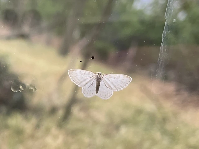 Asthena albulata - gyertyán-fehéraraszoló