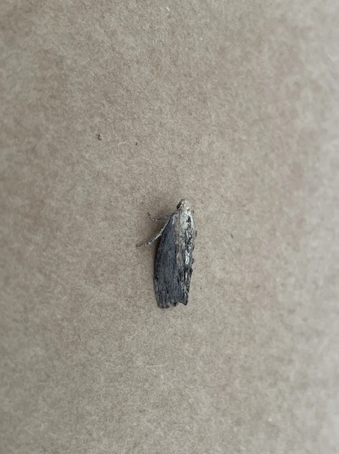 Galleria mellonella - nagy viaszmoly