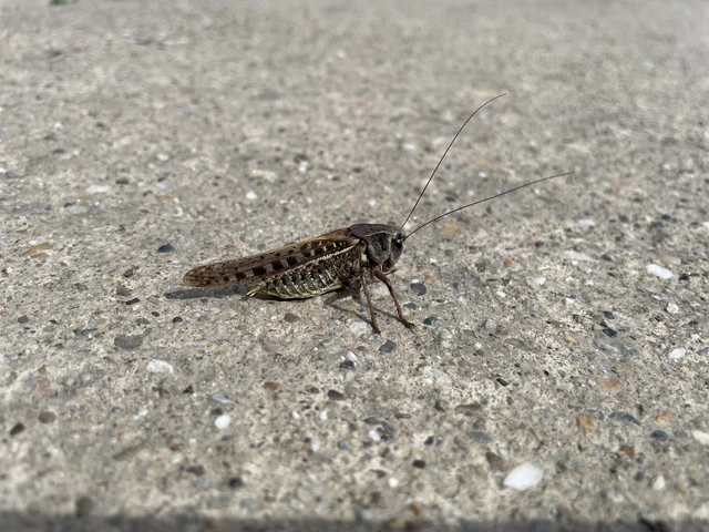 Decticus verrucivorus - szemölcsevő szöcske Decticus verrucivorus - szemölcsevő szöcske
