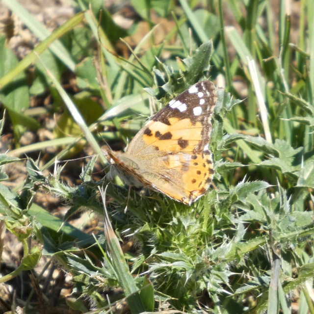 Vanessa cardui - bogáncslepke