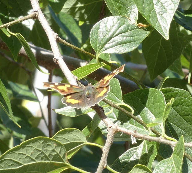 Libythea celtis - csőröslepke