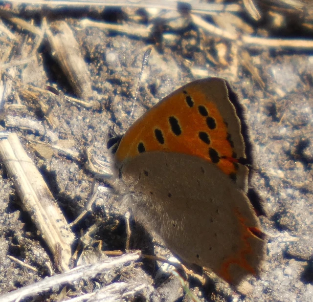 Lycaena phlaeas - közönséges tűzlepke Lycaena phlaeas - közönséges tűzlepke