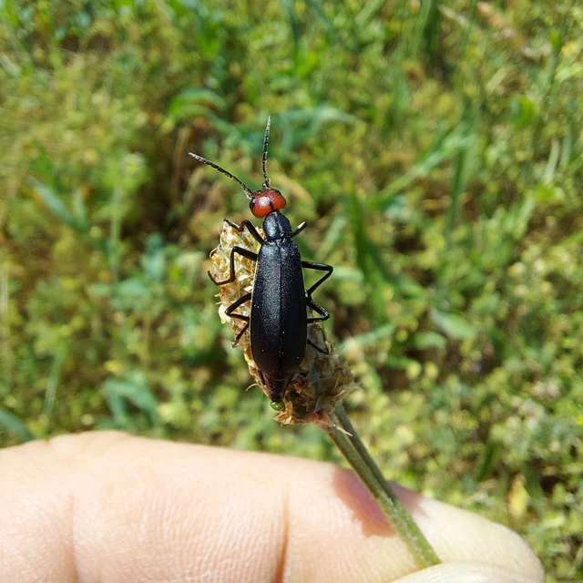 Epicauta rufidorsum - hollóbogár