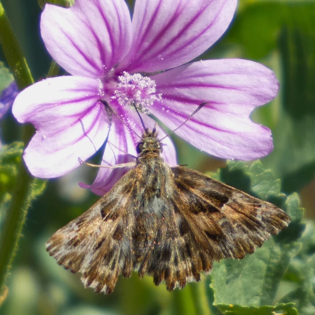Carcharodus alceae - mályva-busalepke