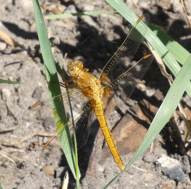 Orthetrum coerulescens - karcsú pásztorszitakötő