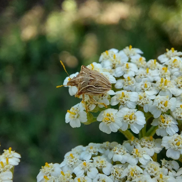 Ancyrosoma leucogrammes - vállas poloska Ancyrosoma leucogrammes - vállas poloska