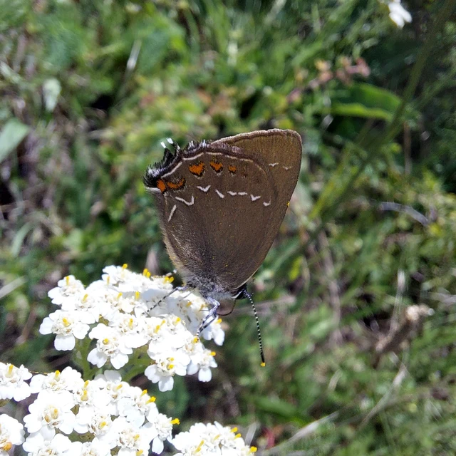 Satyrium ilicis - tölgyfa-csücsköslepke