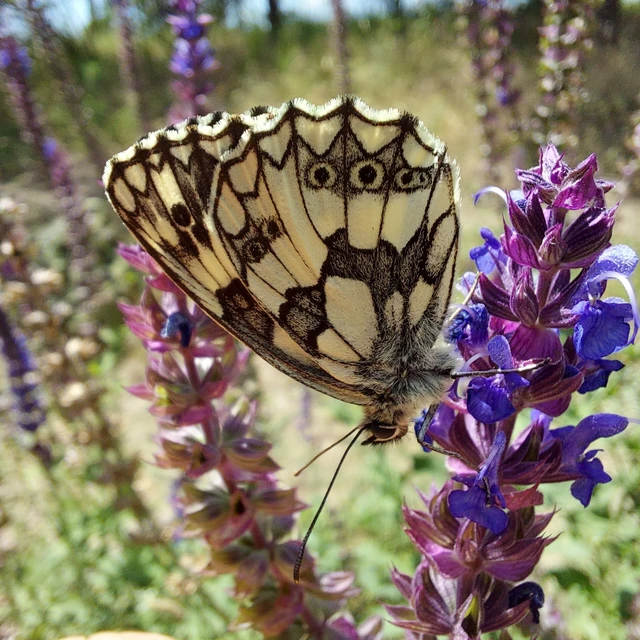 Melanargia galathea - sakktáblalepke