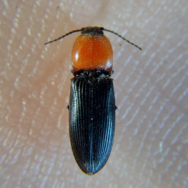 Cardiophorus gramineus - pirosnyakú szívespattanó