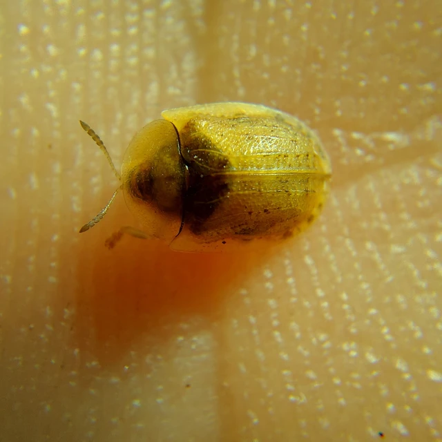 Hypocassida subferruginea - közönséges bordáspajzsbogár