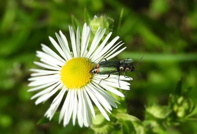 Melyridae - sziklaibogár-félék