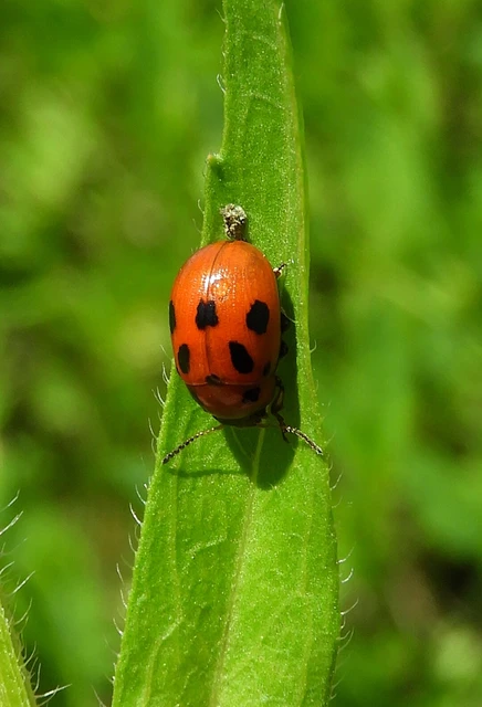 Gonioctena fornicata - közönséges lucernabogár