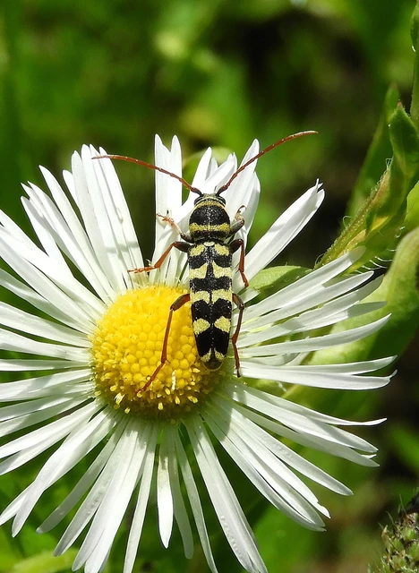 Echinocerus floralis - lucerna-darázscincér