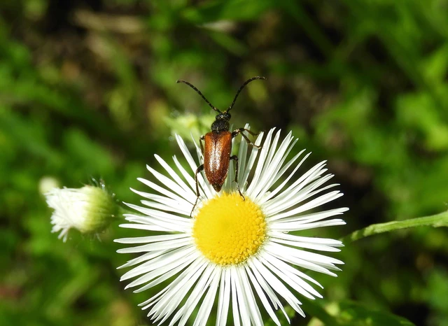 Pseudovadonia livida - barnás virágcincér