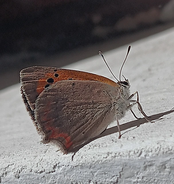 Lycaena phlaeas - közönséges tűzlepke Lycaena phlaeas - közönséges tűzlepke